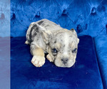 Small Photo #4 French Bulldog Puppy For Sale in MEMPHIS, TN, USA