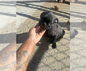 Pug Puppy for sale in RANDOLPH, MA, USA
