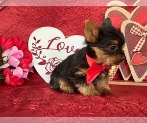 Yorkshire Terrier Puppy for sale in LANCASTER, PA, USA