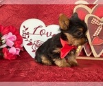Small Photo #1 Yorkshire Terrier Puppy For Sale in LANCASTER, PA, USA
