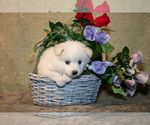Puppy Popsicle American Eskimo Dog