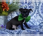Small Photo #2 Chorkie Puppy For Sale in LANCASTER, PA, USA