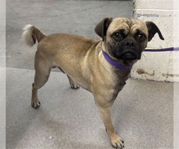 Medium Photo #1 Pug-Unknown Mix Puppy For Sale in San Bernardino, CA, USA