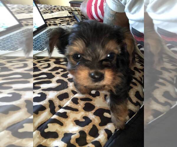 Medium Photo #5 Yorkshire Terrier Puppy For Sale in JERSEY CITY, NJ, USA