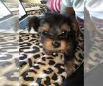 Small Photo #5 Yorkshire Terrier Puppy For Sale in JERSEY CITY, NJ, USA