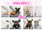Small #5 French Bulldog