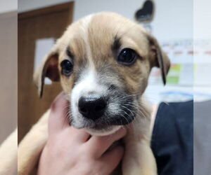 Medium Labrador Retriever Mix
