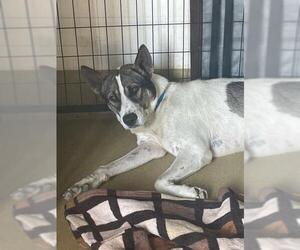 Mutt Dogs for adoption in Riverside, CA, USA