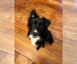 Small Border Collie Mix