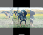 Small Photo #1 Bluetick Coonhound Puppy For Sale in BEEVILLE, TX, USA