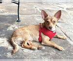 Small #19 Chihuahua