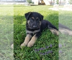 Small Photo #2 German Shepherd Dog Puppy For Sale in BLUFFTON, IN, USA