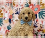 Small #3 Springerdoodle