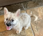 Small #3 Cairn Terrier