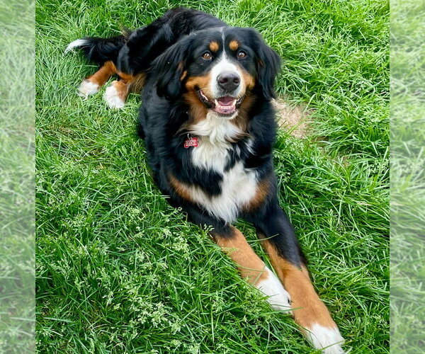 Medium Photo #14 Bernese Mountain Dog Puppy For Sale in Canton, CT, USA