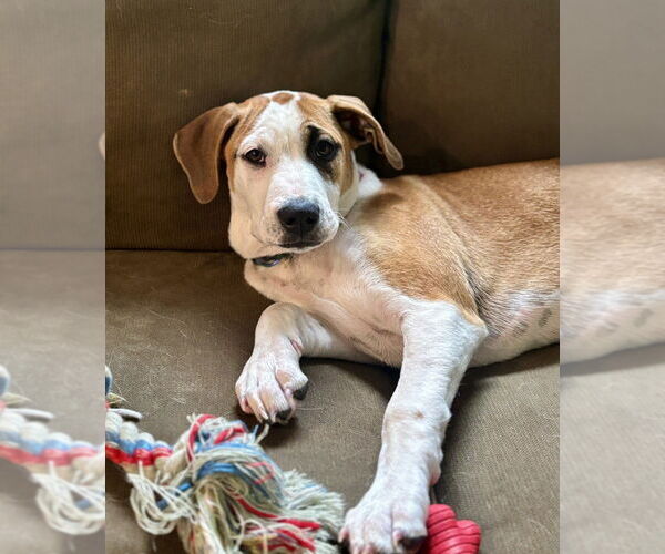 Medium Photo #23 Labrador Retriever-Unknown Mix Puppy For Sale in Brewster, NY, USA