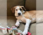 Small #22 Labrador Retriever Mix