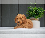 Puppy Archie Cockapoo