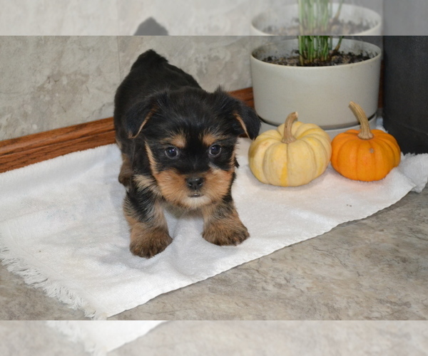 Medium Photo #2 Yorkshire Terrier-Zuchon Mix Puppy For Sale in GREENWOOD, WI, USA