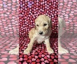 Small Photo #6 Goldendoodle Puppy For Sale in CITRUS HEIGHTS, CA, USA