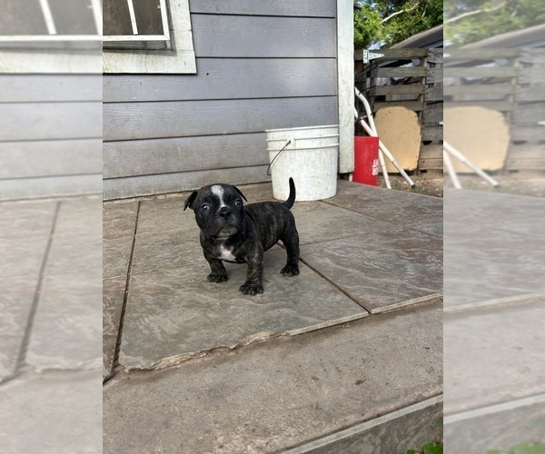 Medium Photo #2 American Bully Puppy For Sale in HOUSTON, TX, USA