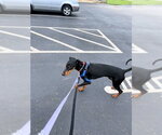 Small #5 Doberman Pinscher