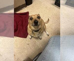Dorgi Dogs for adoption in Tulsa, OK, USA