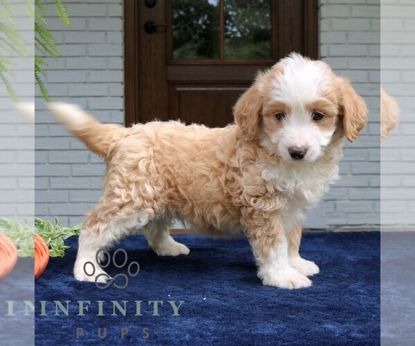 Medium Photo #4 Bernedoodle (Miniature) Puppy For Sale in NARVON, PA, USA