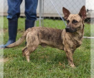 Pembroke Welsh Corgi-Unknown Mix Dogs for adoption in Royal Palm Beach, FL, USA