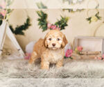 Small Photo #7 Cocker Spaniel-Poodle (Miniature) Mix Puppy For Sale in WARSAW, IN, USA