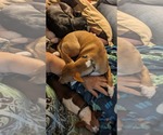 Small Photo #5 Chihuahua-Unknown Mix Puppy For Sale in Westmont, IL, USA