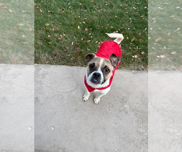 Medium Photo #7 Pug-Unknown Mix Puppy For Sale in Sheboygan, WI, USA