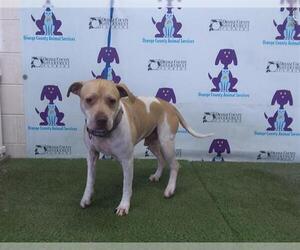 American Pit Bull Terrier Dogs for adoption in Orlando, FL, USA