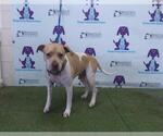 Small American Pit Bull Terrier