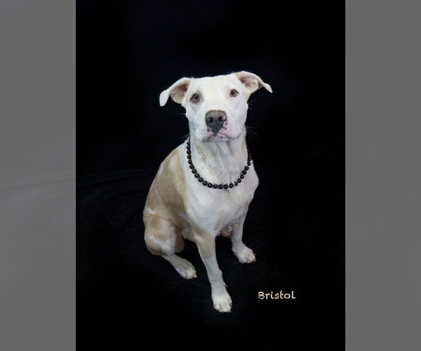 Medium Photo #1 Mutt Puppy For Sale in Hot Springs Village, AR, USA