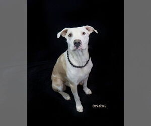 Medium Mutt