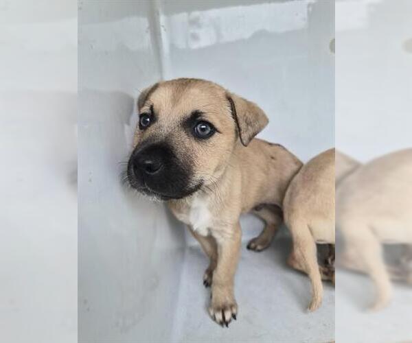 Medium Photo #1 Labrador Retriever Puppy For Sale in Houston, TX, USA