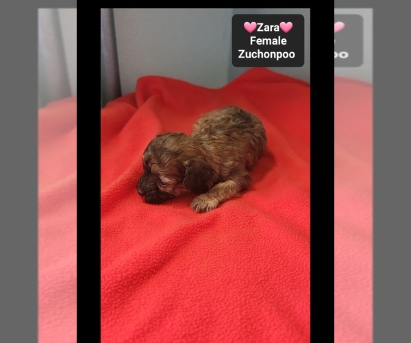 Medium Photo #3 Poodle (Toy)-Zuchon Mix Puppy For Sale in TUCSON, AZ, USA