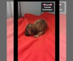 Zara - Female Poodle (Toy)-Zuchon Mix Puppy for Sale - Photo #3
