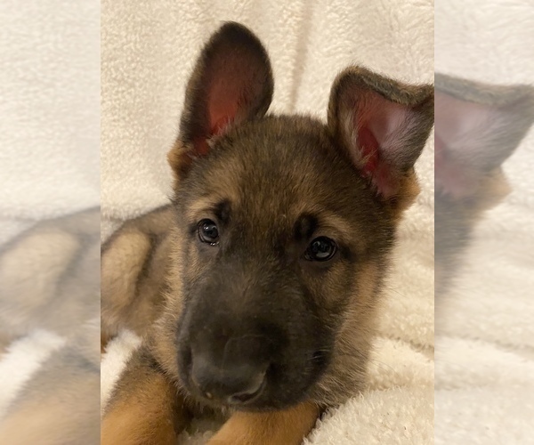 Medium Photo #3 German Shepherd Dog Puppy For Sale in GLOUCESTER, VA, USA