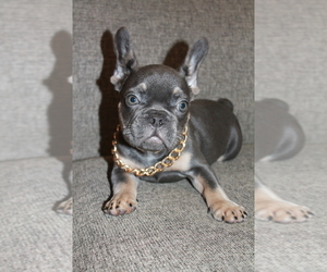 French Bulldog Puppy for sale in SAN FRANCISCO, CA, USA