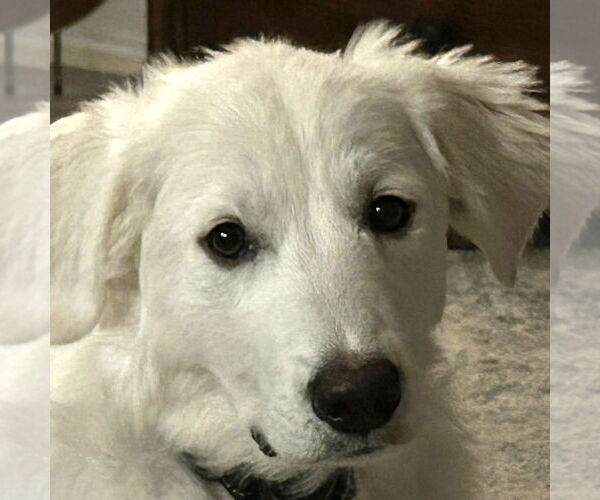 Medium Photo #1 Great Pyrenees Puppy For Sale in Dallas, TX, USA