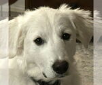 Small Great Pyrenees