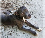Small #19 Boxer Mix