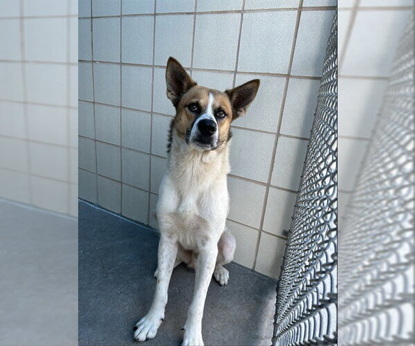 Medium Photo #1 German Shepherd Dog-Unknown Mix Puppy For Sale in Corpus Christi, TX, USA