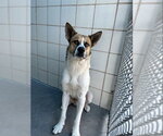 Small German Shepherd Dog Mix