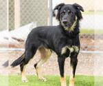 *FRANKIE - Male German Shepherd Dog Dog for Adoption - Small photo