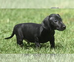 Small Dachshund Mix