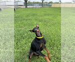 Small #1 Doberman Pinscher