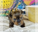 Small #33 Morkie